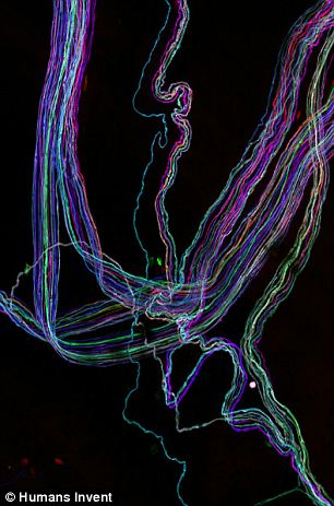 自由形式：该脑彩虹图取自于实验鼠的大脑，显示了调节某些肌肉收缩的神经轴突是分散的。