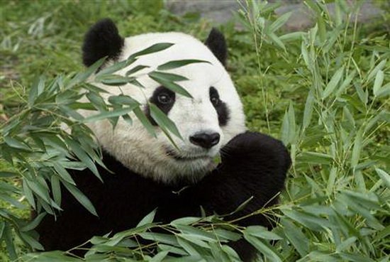 因气候变迁而产生的负面影响，大熊猫现正面临着其食物减少的危险。
