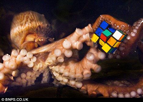 科学家让章鱼玩魔方欲揭动物触角秘密(图)