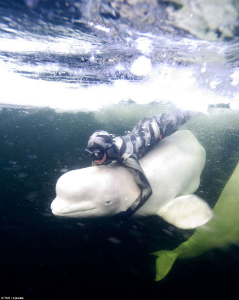 照片拍摄于俄罗斯白海，自由潜水爱好者朱莉娅·帕特里克正与白鲸一同在水下畅游