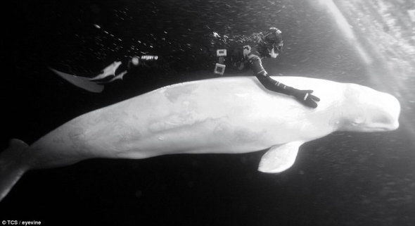 3吨重的白鲸充当了帕特里克的坐骑，帮助她潜入水下深处