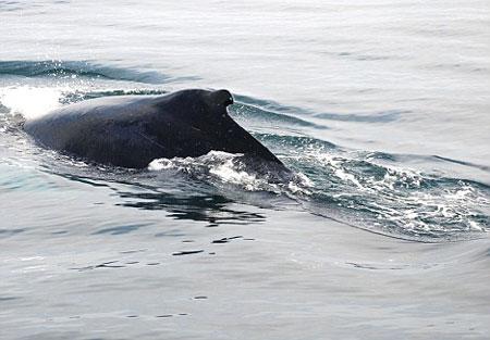 英国生物爱好者拍到驼背鲸跃出水面奇观(图)