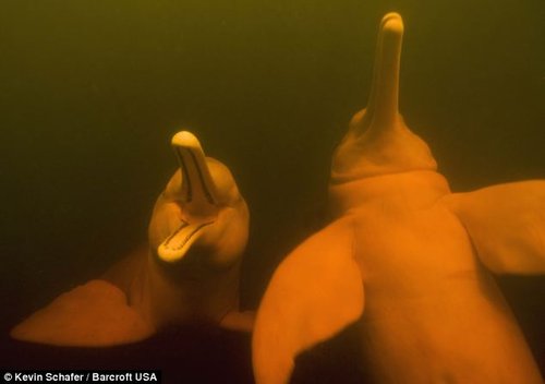 组图：摄影师拍到极罕见亚马逊美丽粉海豚