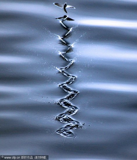 摄影师在帝汶海拍到飞鱼在水面游走奇景(图)