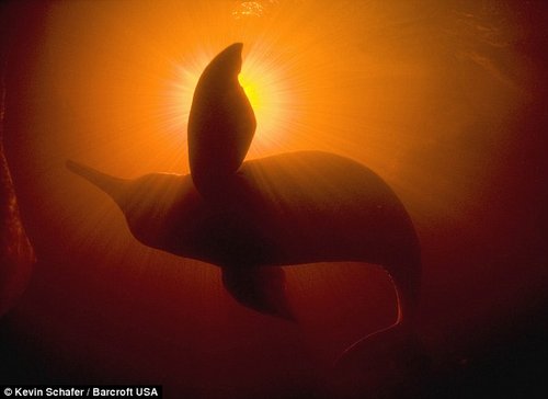 组图：摄影师拍到极罕见亚马逊美丽粉海豚