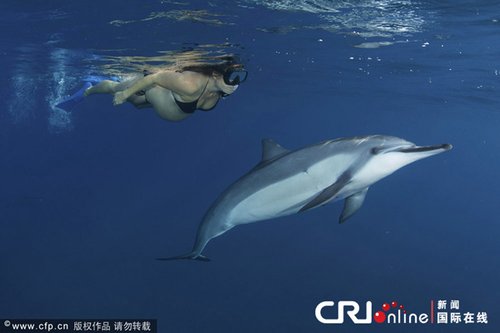 夏威夷两名孕妇海底嬉戏 引来海豚同游(组图)