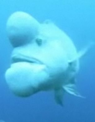 这条亚洲羊头濑鱼是潜水员在日本海岸附近发现的，因外形过于奇异，潜水员给它起了一个“史莱克”的绰号