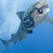 虎鲨海底抢劫摄影师相机