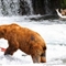 美摄影师拍下罕见狼学灰熊下河捕鱼情景