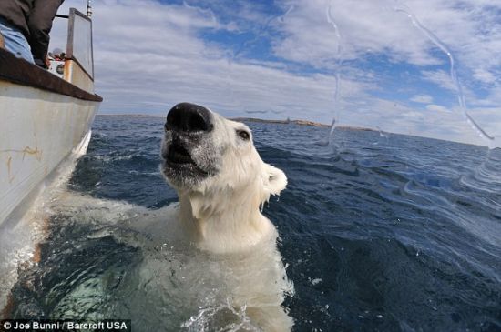 这头北极熊不高兴有人给它拍照，开始发起怒来