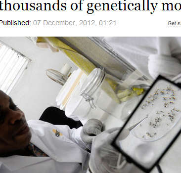 美科学家研究转基因蚊子（网页截图）