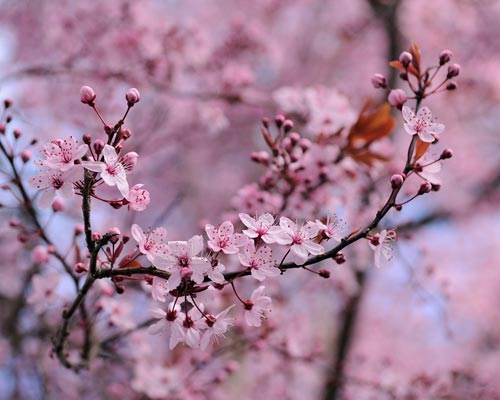 中国首次完成梅花全基因组序列，为水果改良育种奠定基础