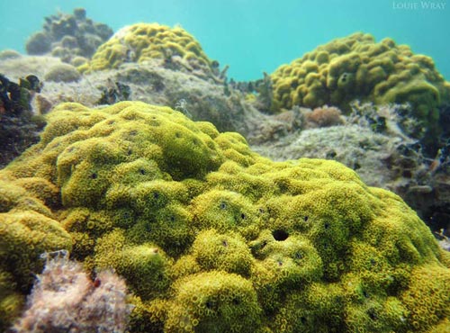 海洋学家将澳大利亚大堡礁滨珊瑚褪色的原因归结为水温变暖、海洋酸化和污染。