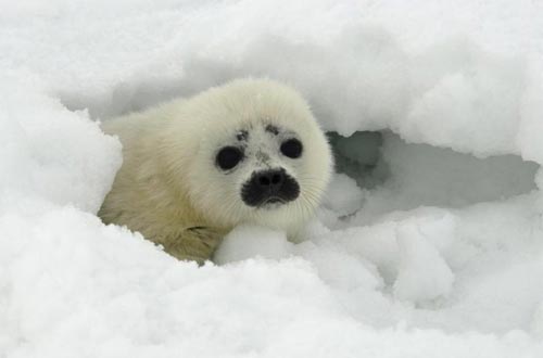 一只环斑海豹从雪洞中探出头来