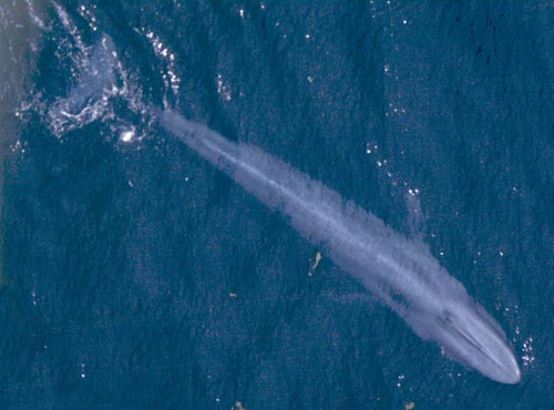 国际海事组织为减少对鲸鱼的伤害而调整大洋航线