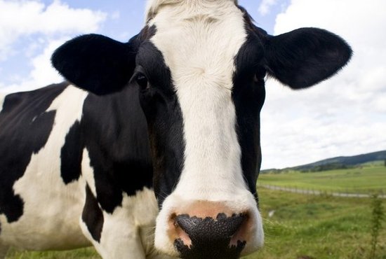 科学家收集奶牛的“屁”计算甲烷排放量