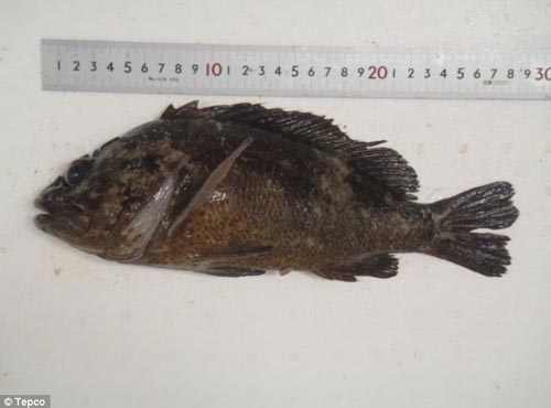 由Tepco捕获的murasoi鱼，科学家称其发射物质超标2500倍